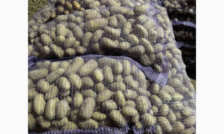 Продажа насіннєвої та продовольчої картоплі - фото № 16