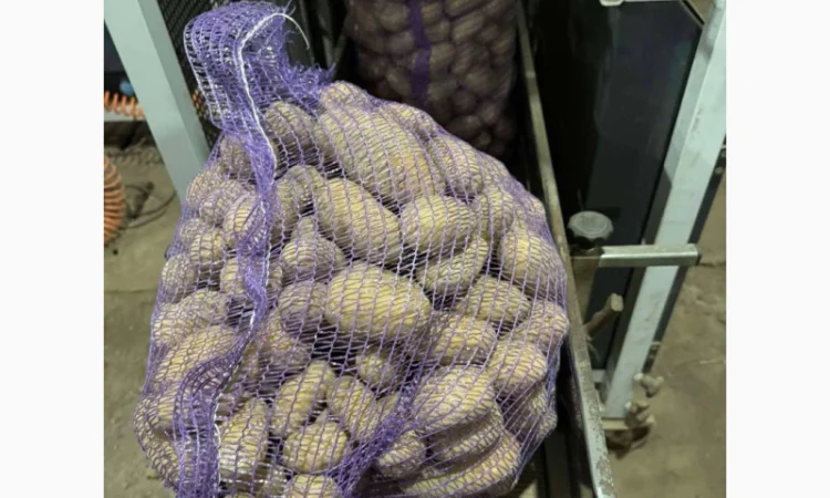 Продажа насіннєвої та продовольчої картоплі - фото № 15