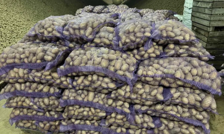 Продажа насіннєвої та продовольчої картоплі - фото № 14