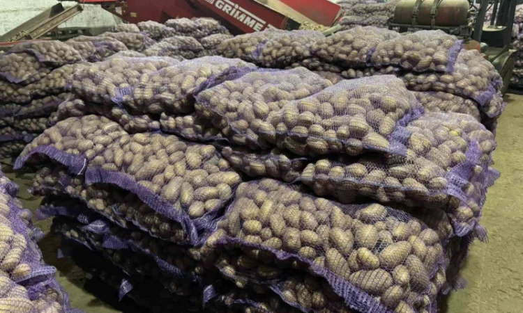 Продажа насіннєвої та продовольчої картоплі - фото № 13