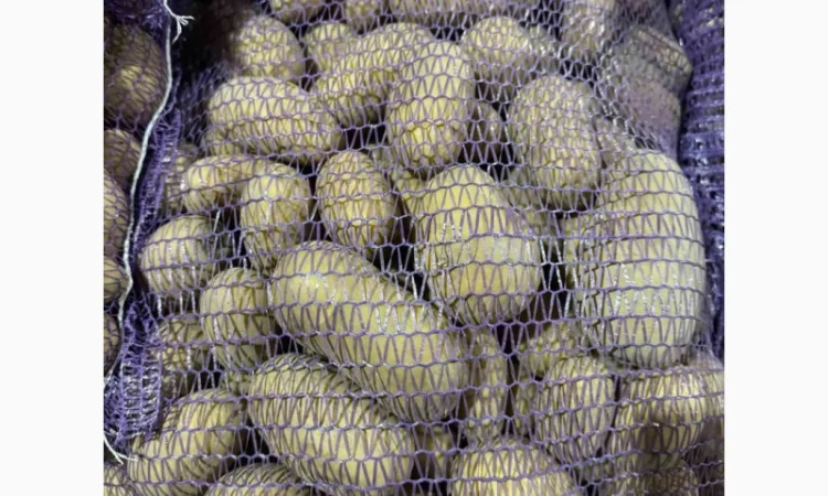 Продажа насіннєвої та продовольчої картоплі - фото № 11