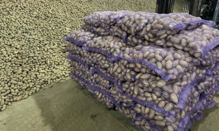 Продажа насіннєвої та продовольчої картоплі - фото № 2
