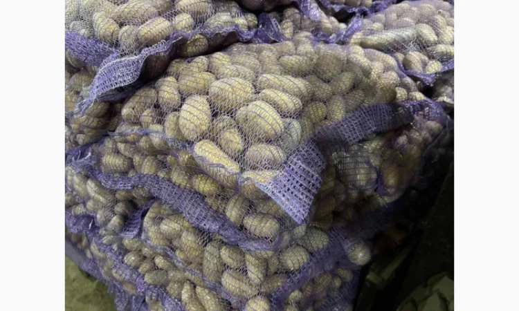 Продажа насіннєвої та продовольчої картоплі - фото № 9