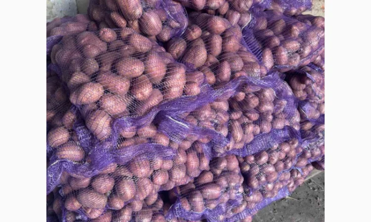 Продажа насіннєвої та продовольчої картоплі - фото № 7