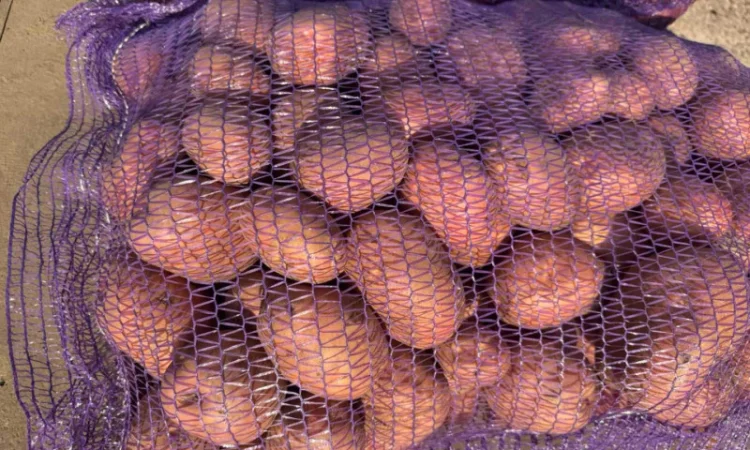 Продажа насіннєвої та продовольчої картоплі - фото № 6