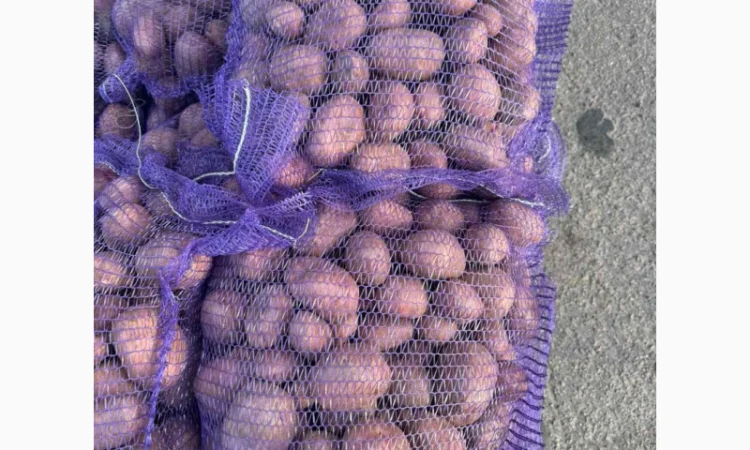 Продажа насіннєвої та продовольчої картоплі - фото № 5