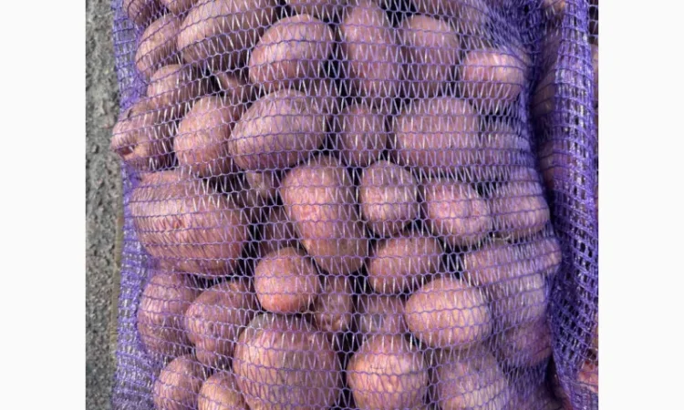 Продажа насіннєвої та продовольчої картоплі - фото № 4