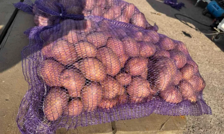 Продажа насіннєвої та продовольчої картоплі - фото № 3