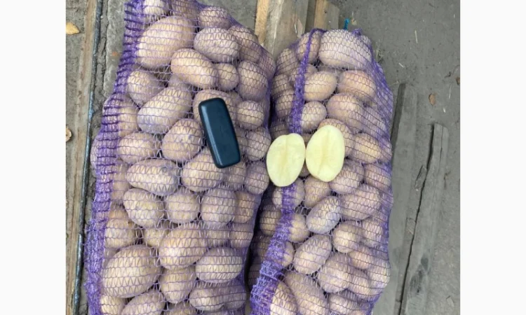 Продаж товарної картоплі урожаю 2024 року - фото № 1