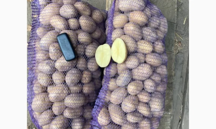 Продаж товарної картоплі урожаю 2024 року - фото № 2