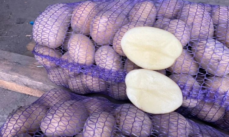 Продаж товарної картоплі урожаю 2024 року - фото № 3