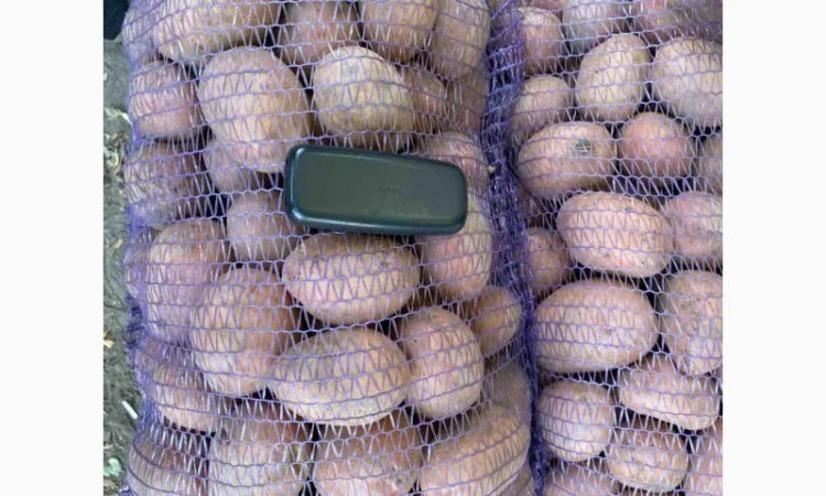 Продаж товарної картоплі урожаю 2024 року - фото № 5