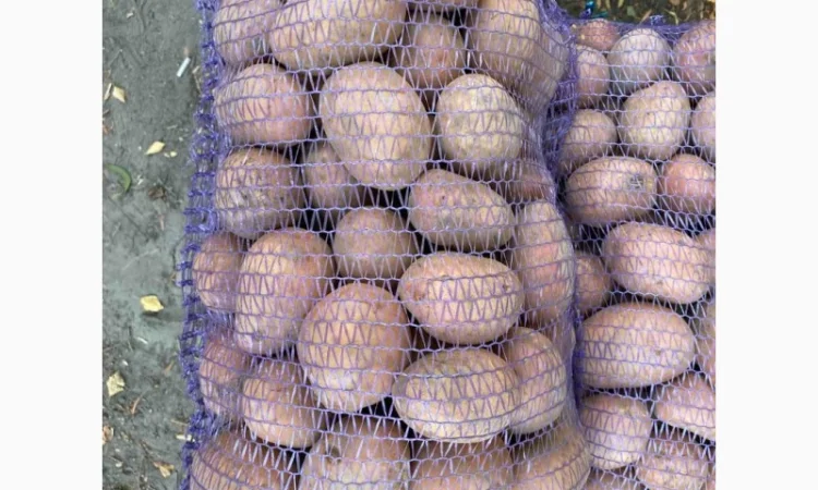 Продаж товарної картоплі урожаю 2024 року - фото № 6