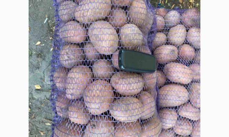 Продаж товарної картоплі урожаю 2024 року - фото № 7