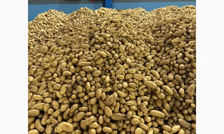 Картопля Спунта у продажу - фото № 8