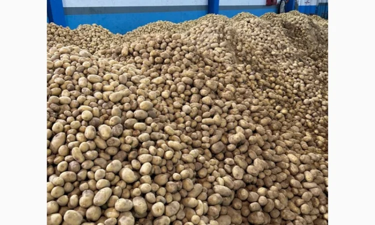 Картопля Спунта у продажу - фото № 1