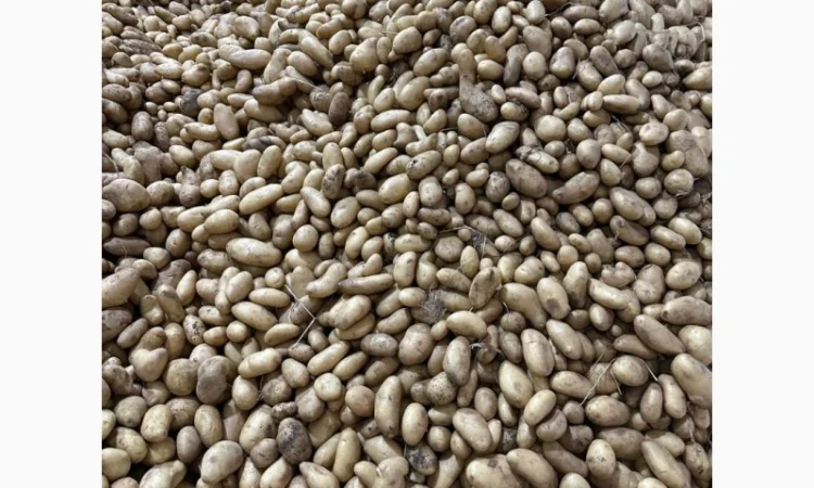 Картопля Спунта у продажу - фото № 2