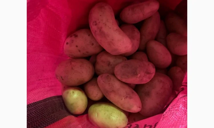 Картопля Спунта у продажу - фото № 3