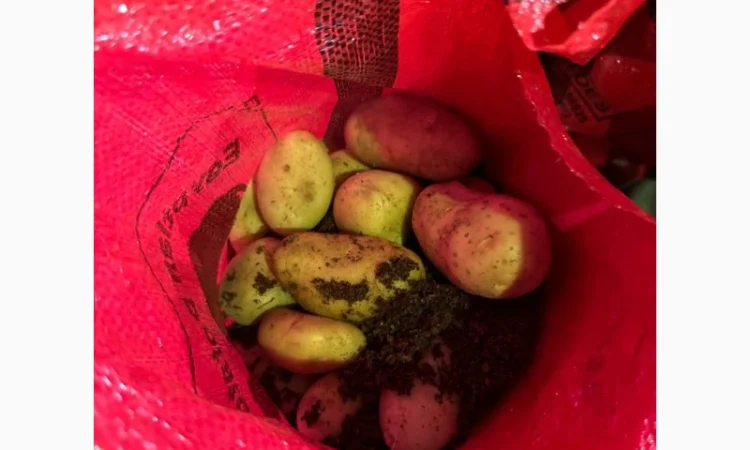 Картопля Спунта у продажу - фото № 4