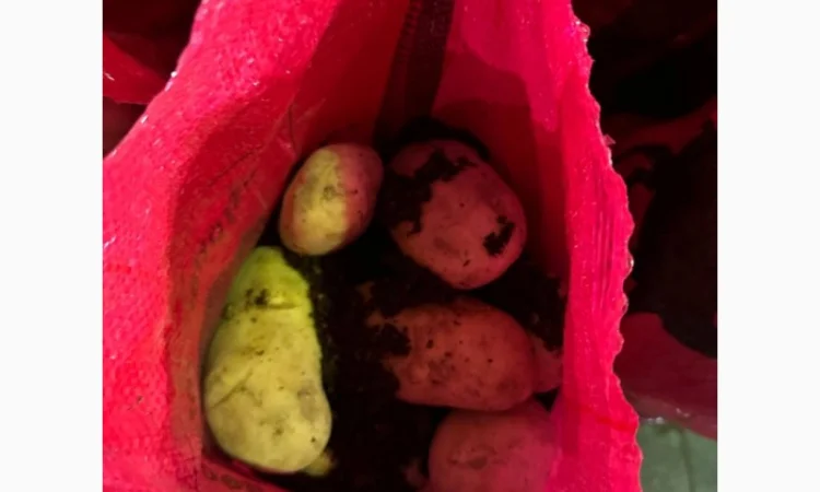 Картопля Спунта у продажу - фото № 5