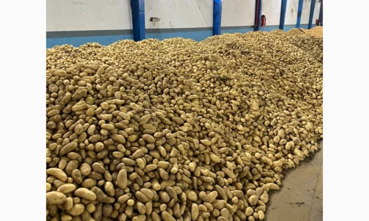 Картопля Спунта у продажу - фото № 6