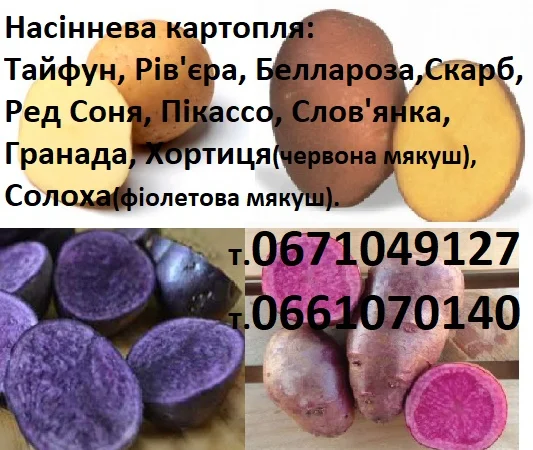 Продаж сортової картоплі для посадки - фото № 1