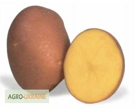 Продажа якісного насіннєвого матеріалу картоплі - фото № 1