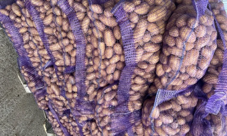 Продам товарну картоплю, сорт Гранада - фото № 1