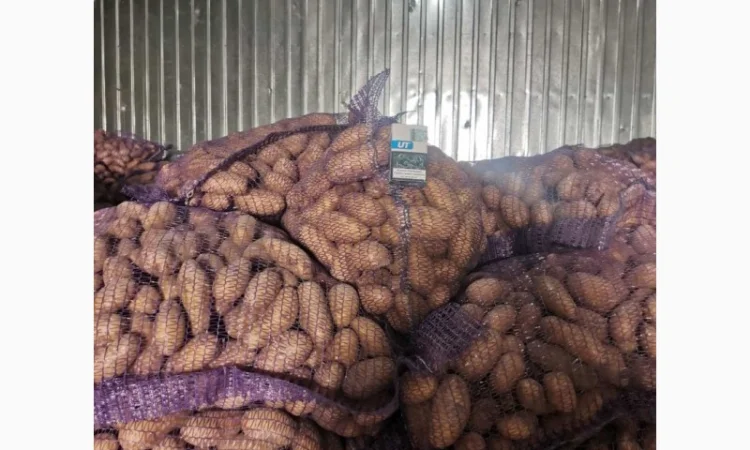 Продам товарну картоплю, сорт Гранада - фото № 2