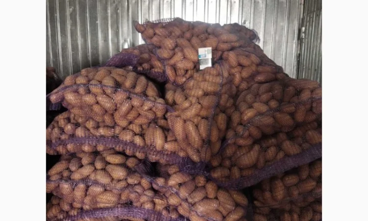 Продам товарну картоплю, сорт Гранада - фото № 3