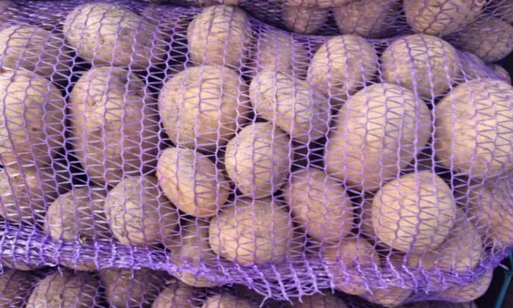 Покупка картоплі оптом у Києві - фото № 3