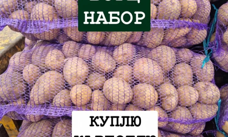 Покупка картоплі оптом у Києві - фото № 1