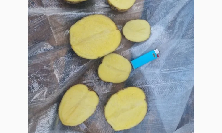 Покупка картоплі оптом у Києві - фото № 5