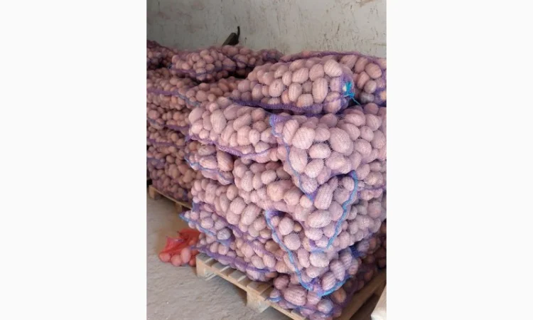 Покупка картоплі товарної та насінної оптом - фото № 5