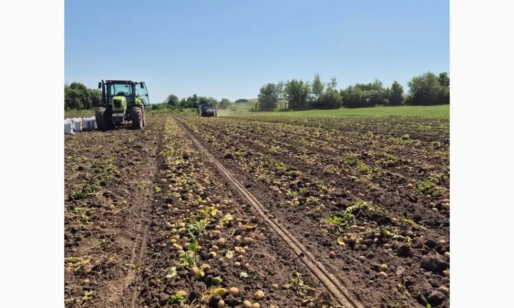 Покупка картоплі товарної та насінної оптом - фото № 10