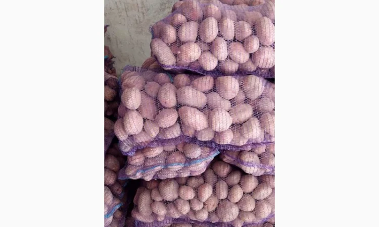 Покупка картоплі товарної та насінної оптом - фото № 7