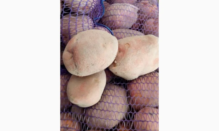 Покупка картоплі товарної та насінної оптом - фото № 6