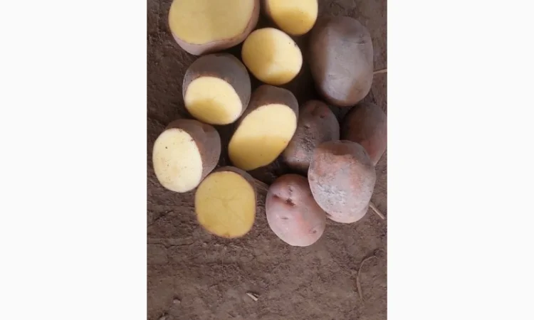 Покупка картоплі товарної та насінної оптом - фото № 8