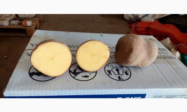 Покупка картоплі товарної та насінної оптом - фото № 9