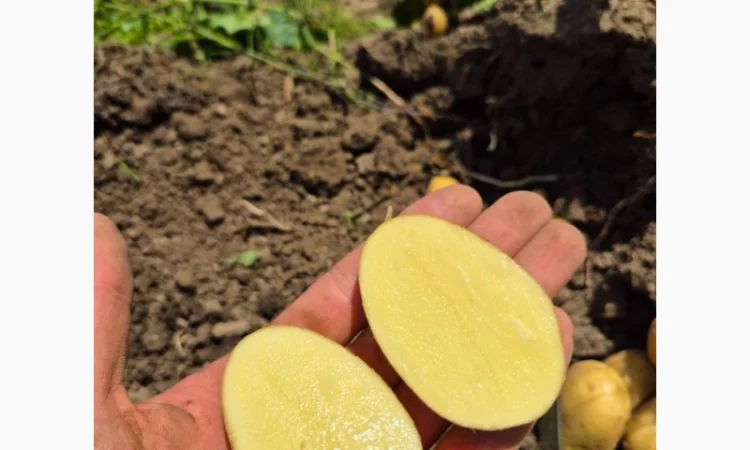 Покупка картоплі товарної та насінної оптом - фото № 1