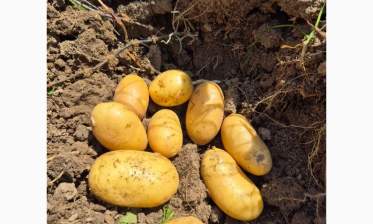 Покупка картоплі товарної та насінної оптом - фото № 2