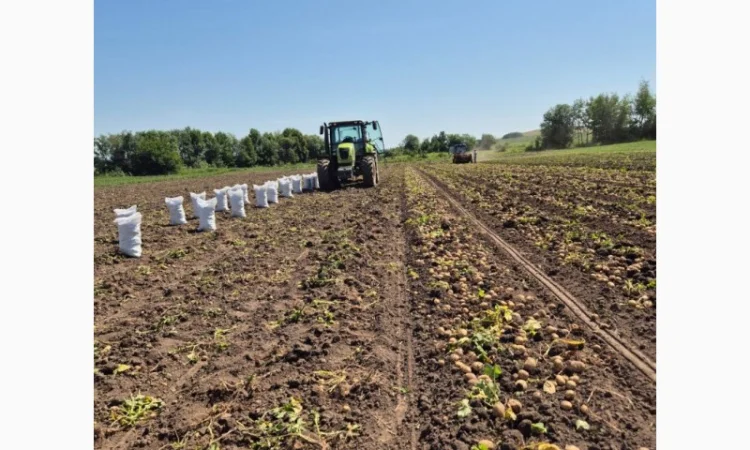 Покупка картоплі товарної та насінної оптом - фото № 3