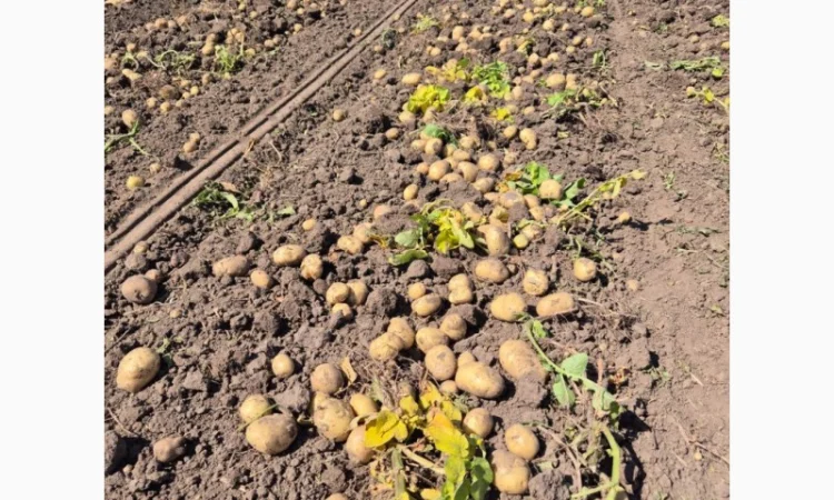 Покупка картоплі товарної та насінної оптом - фото № 4