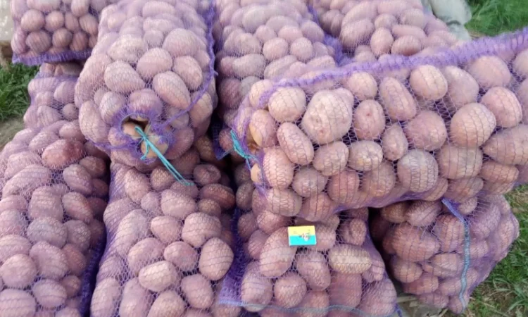 Куплю картоплю сорт Беларосса і Мелоді - фото № 1