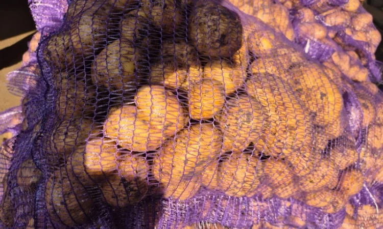 Якісна картопля на продаж - фото № 2