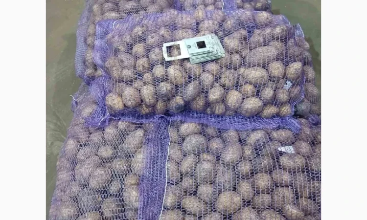 Картопля Гала оптом - фото № 1