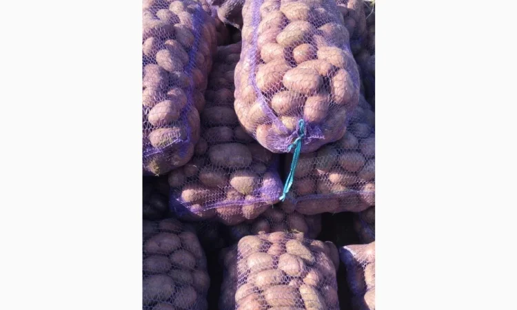 Якісна товарна картопля у продажу - фото № 1