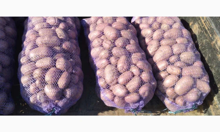 Якісна товарна картопля у продажу - фото № 2