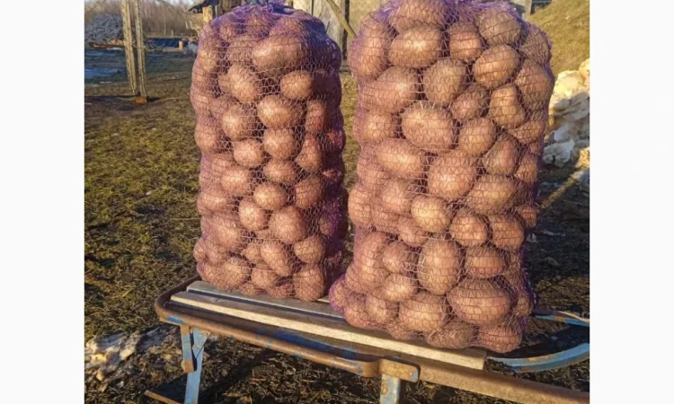 Якісна товарна картопля у продажу - фото № 3