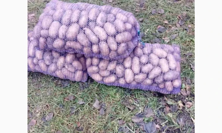 Якісна товарна картопля у продажу - фото № 4